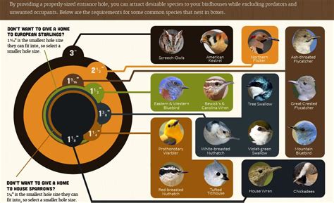 metal macaw nest boxes|nest box hole size chart.